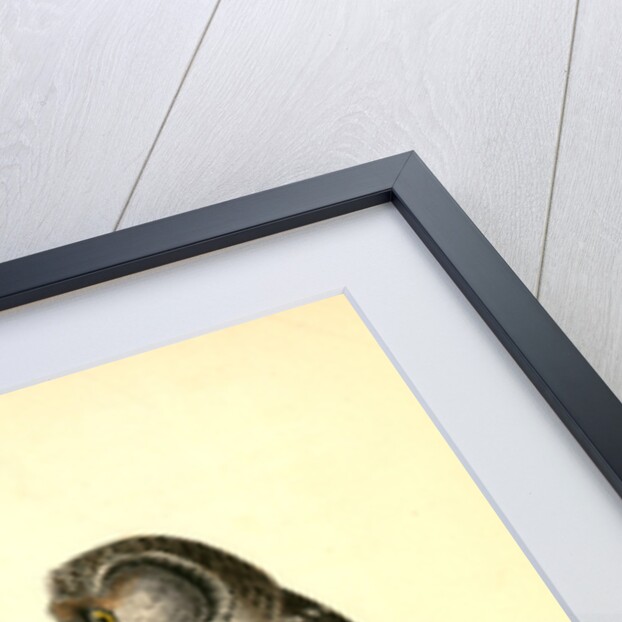 Tengmalm's Night-Owl by John James Audubon