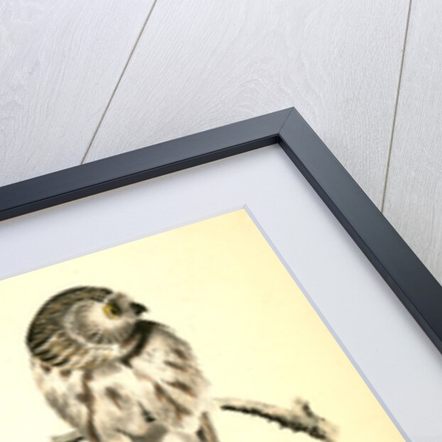 Little or Acadian Owl. (Common Mouse.) by John James Audubon