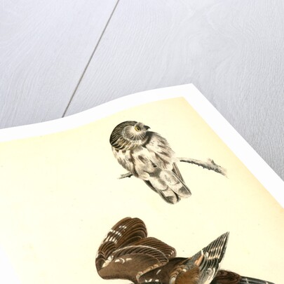 Little or Acadian Owl. (Common Mouse.) by John James Audubon