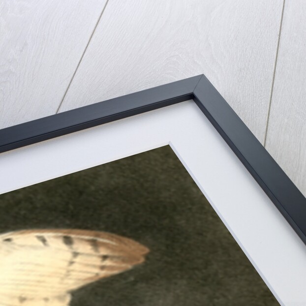 Barn Owl by John James Audubon