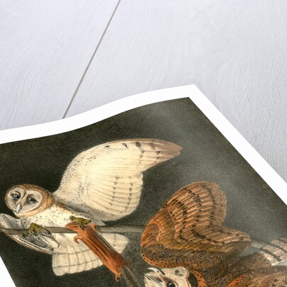Barn Owl by John James Audubon