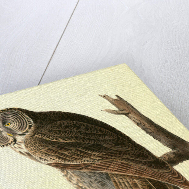 Great Cinereous Owl by John James Audubon