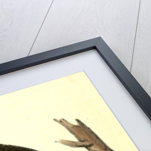 Great Cinereous Owl by John James Audubon