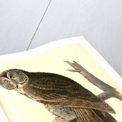 Great Cinereous Owl by John James Audubon