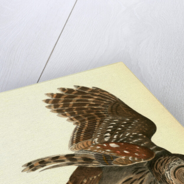 Barred Owl by John James Audubon