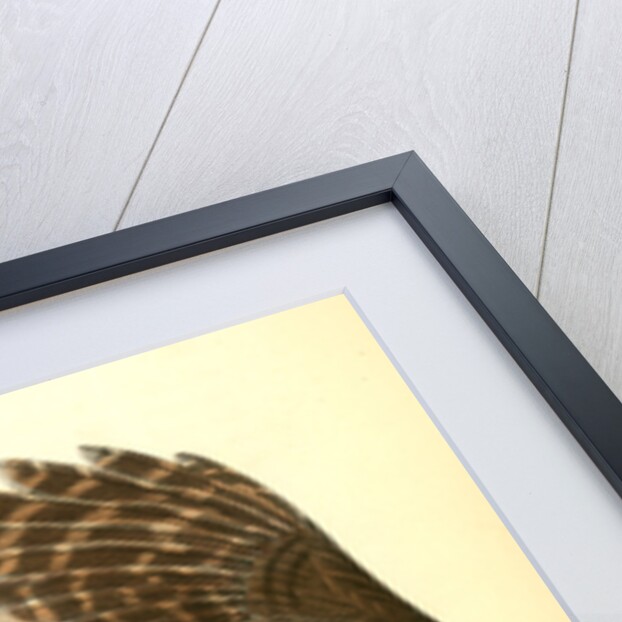 Barred Owl by John James Audubon