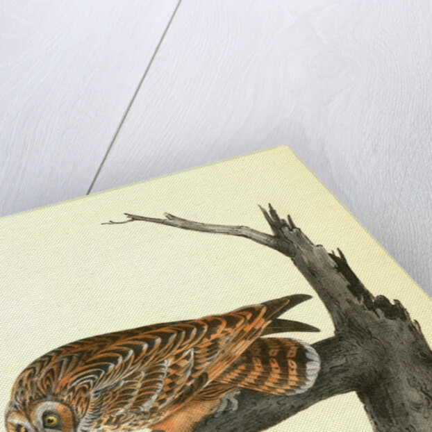 Short-eared Owl by John James Audubon