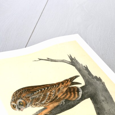 Short-eared Owl by John James Audubon