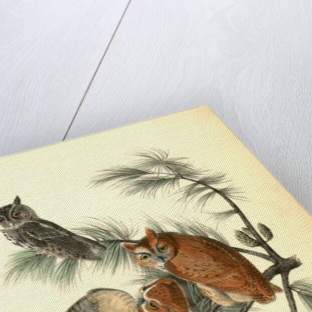 Little Screech Owl. (Jersey Pine. Pinus inops.) by John James Audubon