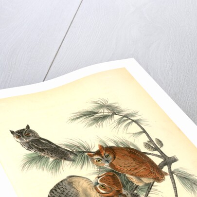 Little Screech Owl. (Jersey Pine. Pinus inops.) by John James Audubon