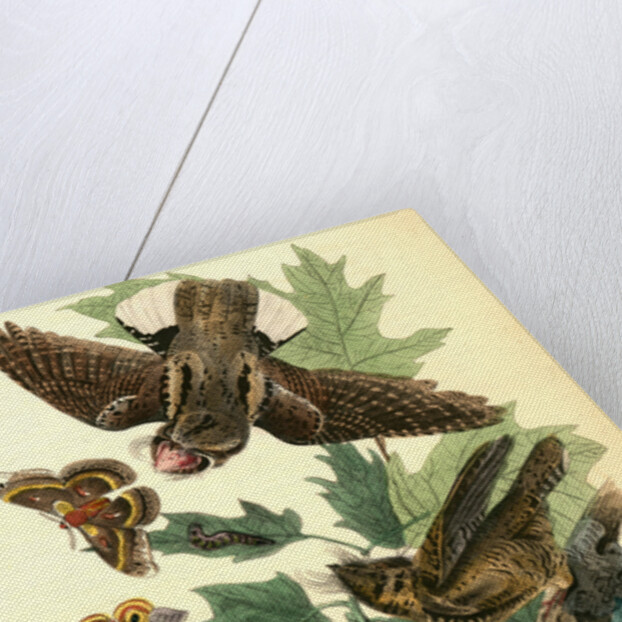 Whip-poor-will. (Black Oak, or Quercitron. Quercus tinctoria.) by John James Audubon