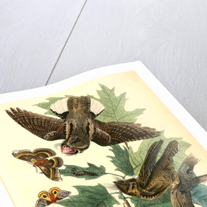 Whip-poor-will. (Black Oak, or Quercitron. Quercus tinctoria.) by John James Audubon