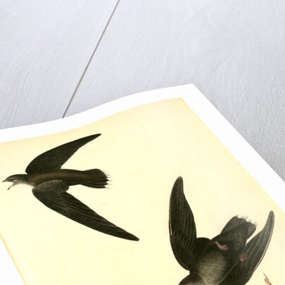American Swift. (Nests) by John James Audubon