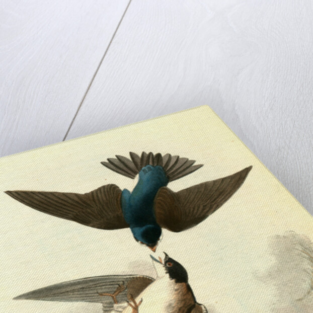Whit-bellied Swallow by John James Audubon