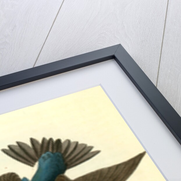 Whit-bellied Swallow by John James Audubon