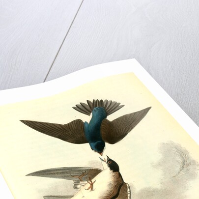 Whit-bellied Swallow by John James Audubon