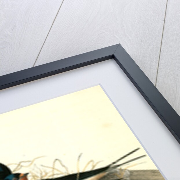 Barn or Chimney Swallow by John James Audubon