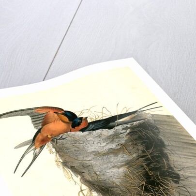 Barn or Chimney Swallow by John James Audubon
