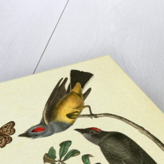 Arkansaw Flycatcher by John James Audubon