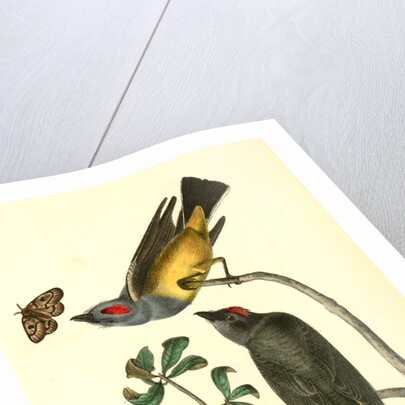 Arkansaw Flycatcher by John James Audubon