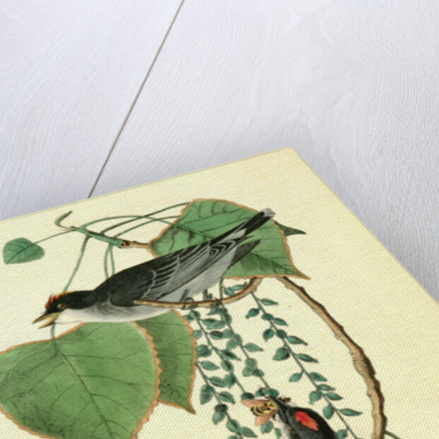 Tyrant Flycatcher or King Bird. (Cotton wood. Populus candicans) by John James Audubon