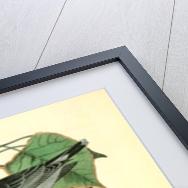 Tyrant Flycatcher or King Bird. (Cotton wood. Populus candicans) by John James Audubon