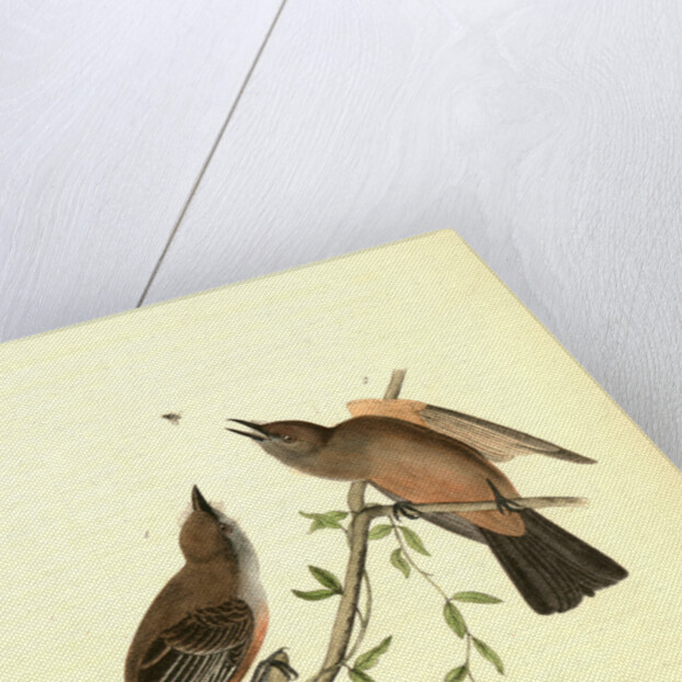 Great Crested Flycatcher by John James Audubon