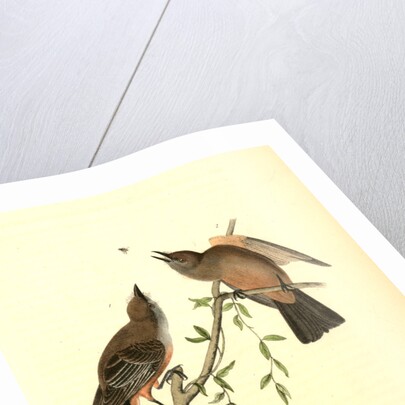 Great Crested Flycatcher by John James Audubon