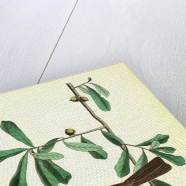 Rocky Mountain Flycatcher, male. (Swamp Oak. Quercus Aquatica.) by John James Audubon