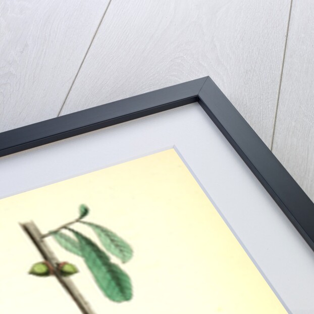 Rocky Mountain Flycatcher, male. (Swamp Oak. Quercus Aquatica.) by John James Audubon