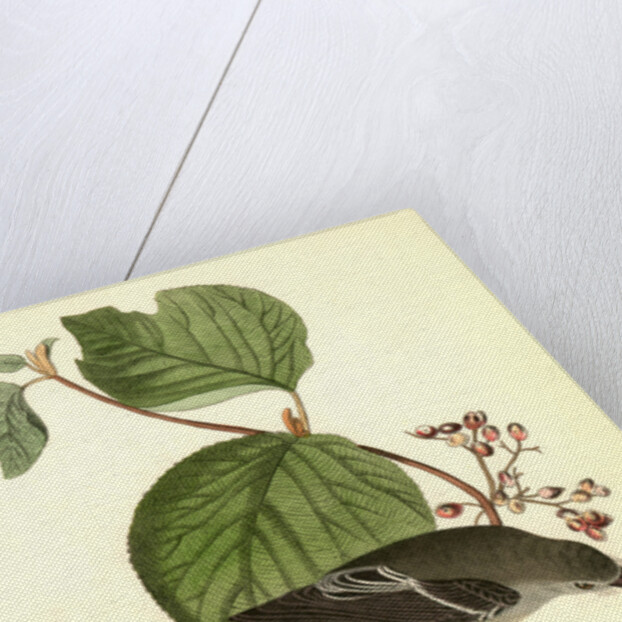 Short-legged Pewit Flycatcher. Male. (Hobble Bush. Viburnum Lantanoides) by John James Audubon
