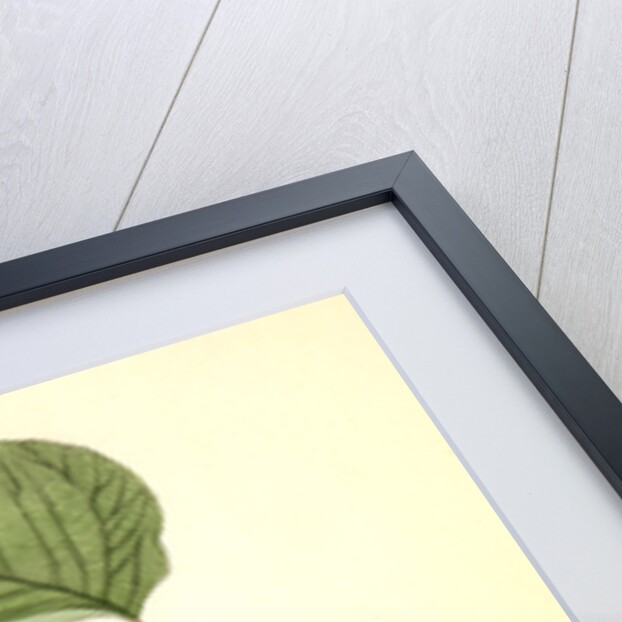 Short-legged Pewit Flycatcher. Male. (Hobble Bush. Viburnum Lantanoides) by John James Audubon