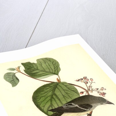 Short-legged Pewit Flycatcher. Male. (Hobble Bush. Viburnum Lantanoides) by John James Audubon