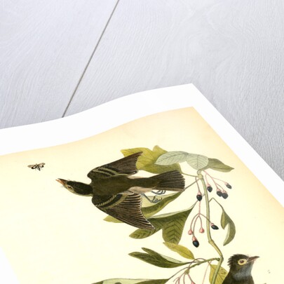 Small Green-crested Flycatcher by John James Audubon