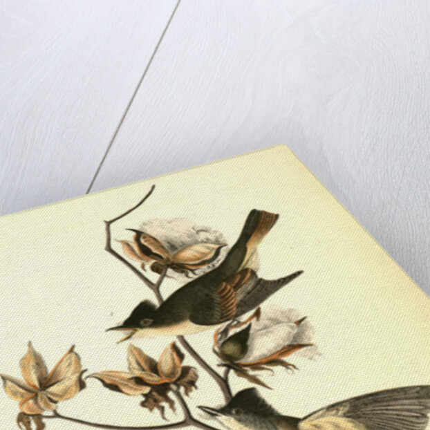 Pewee Flycatcher by John James Audubon