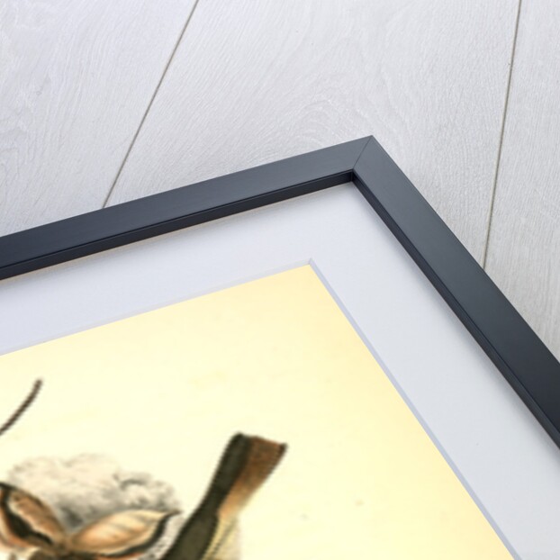 Pewee Flycatcher by John James Audubon