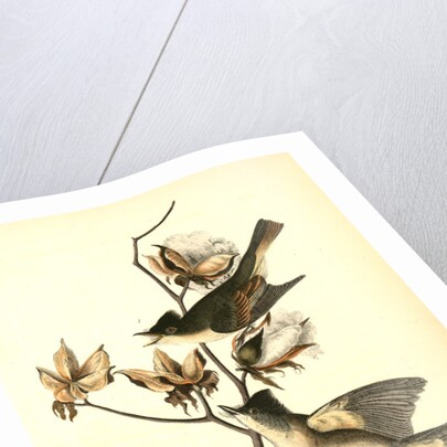 Pewee Flycatcher by John James Audubon