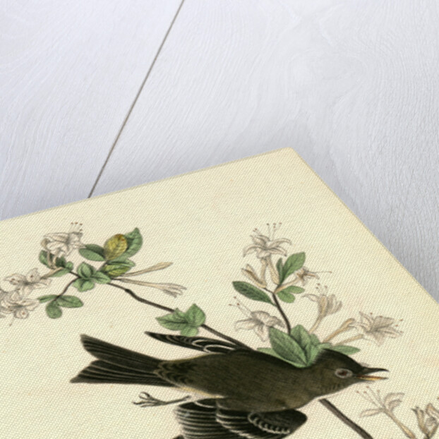 Wood Pewee Flycatcher. Male. (Swamp Honeysuckle. Azalea Viscosa) by John James Audubon