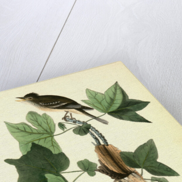 Traill's Flycatcher. Male. (Sweet Gum. Liquidambar Styraciflua.) by John James Audubon