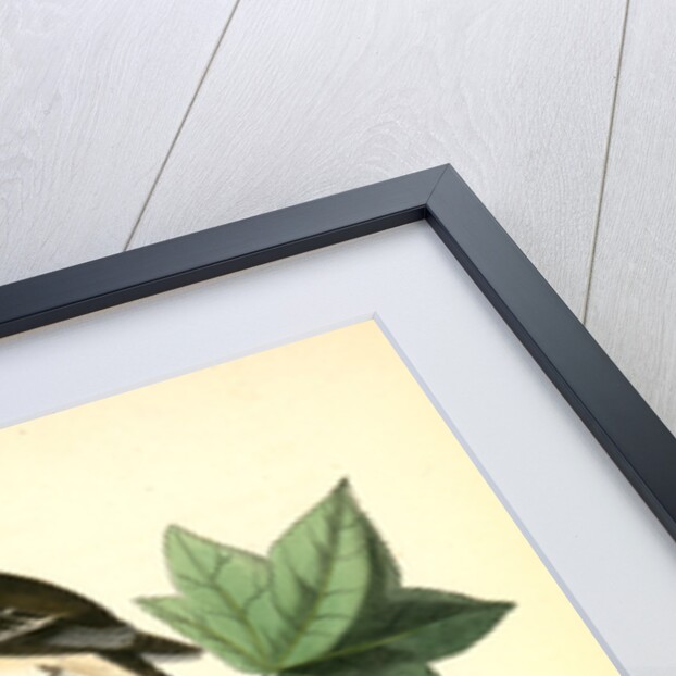 Traill's Flycatcher. Male. (Sweet Gum. Liquidambar Styraciflua.) by John James Audubon