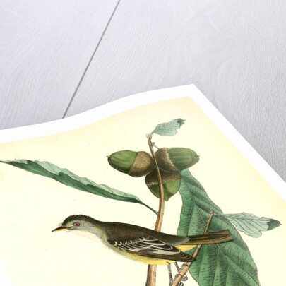 Least Pewee Flycatcher. Male. (White Oak. Quercus Prinus.) by John James Audubon