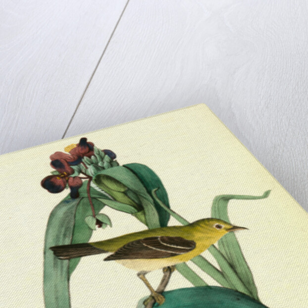 Small-headed Flycatcher. Male. (Virginian Spider-Wort. Tradescantia Virginica.) by John James Audubon