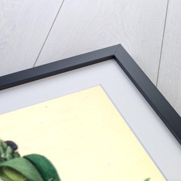 Small-headed Flycatcher. Male. (Virginian Spider-Wort. Tradescantia Virginica.) by John James Audubon