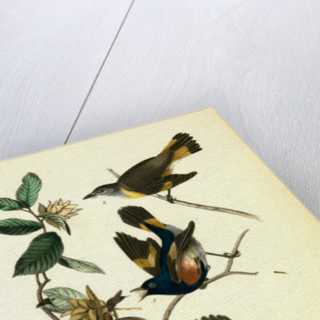 Small-headed Flycatcher. Male. (Virginian Spider-Wort. Tradescantia Virginica.) by John James Audubon