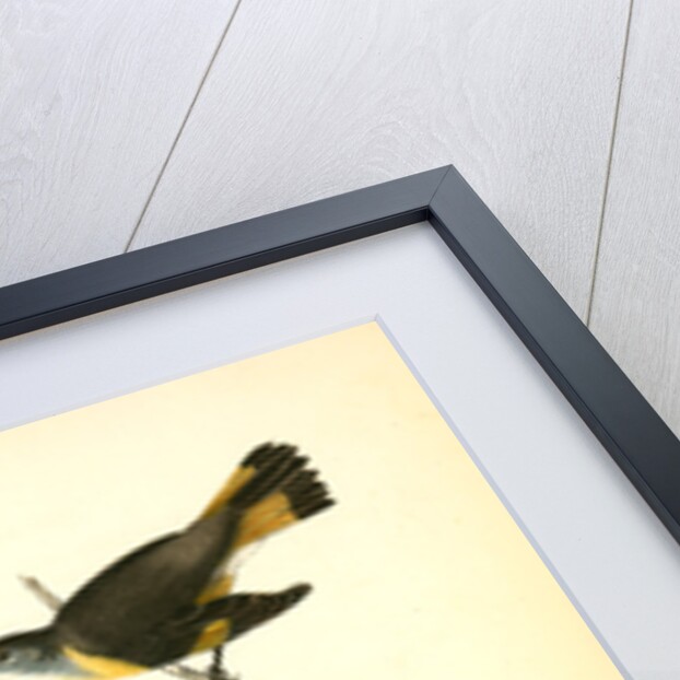 Small-headed Flycatcher. Male. (Virginian Spider-Wort. Tradescantia Virginica.) by John James Audubon