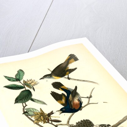 Small-headed Flycatcher. Male. (Virginian Spider-Wort. Tradescantia Virginica.) by John James Audubon