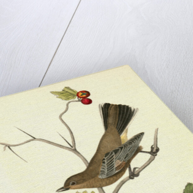 Townsend's Ptilogonys. Female by John James Audubon