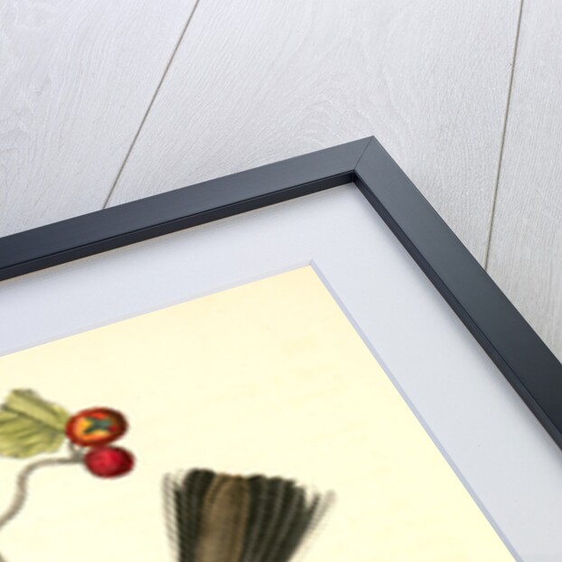 Townsend's Ptilogonys. Female by John James Audubon