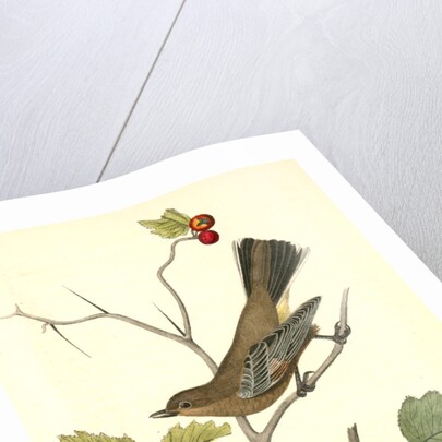 Townsend's Ptilogonys. Female by John James Audubon