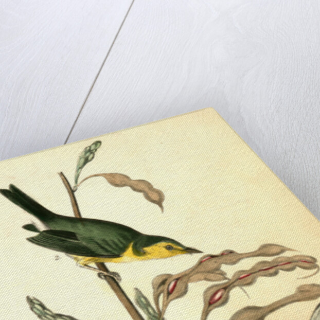 Hooded Flycatching Warbler by John James Audubon